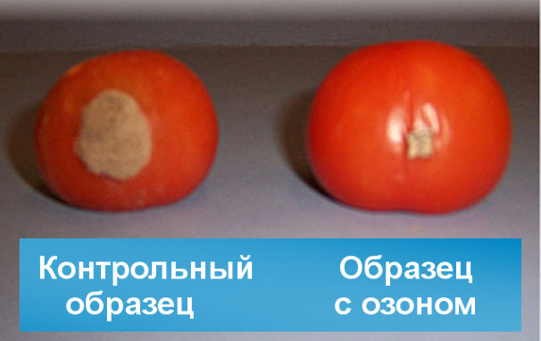 Влияние промышленного озонатора на томат